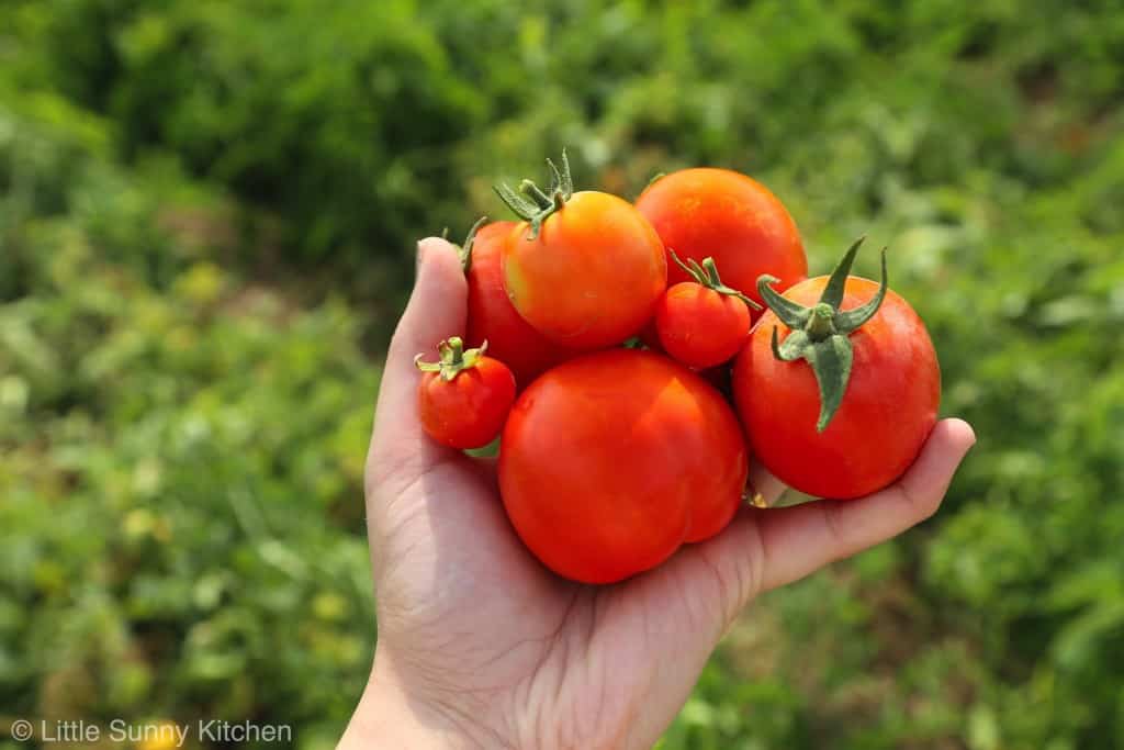 Tomatoes from the farm